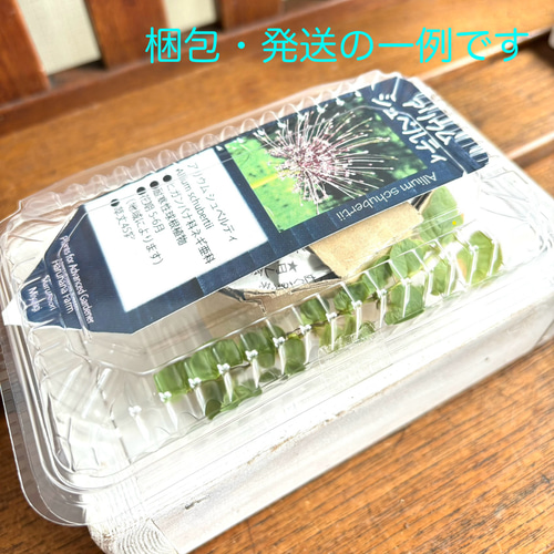 球根♡原種チューリップ トルケスタニカ 5球 アートフラワー Little