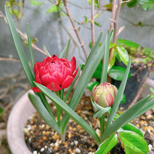 冷蔵 原種系 アイスチューリップ『テータテートタテタ』長く早く咲く 正規品 ３球 球根♡原種チューリップ テタテ 3球 アートフラワー Little