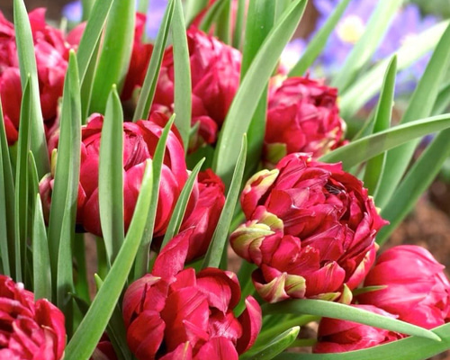 球根♡原種チューリップ テタテ 2球 (ラベルなし) アートフラワー