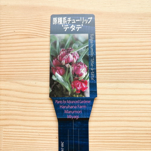 球根♡原種チューリップ テタテ 2球 (ラベルなし) アートフラワー