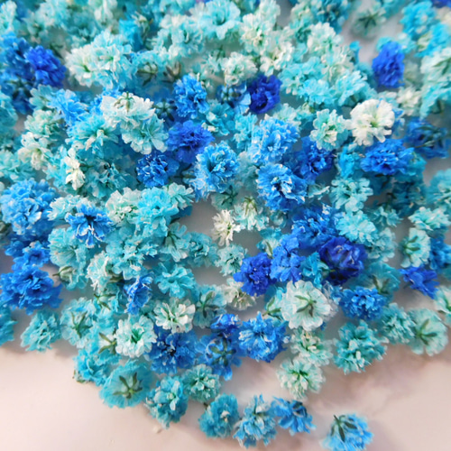 青（ラージBOX）かすみ草ドライフラワー その他素材 ababko 通販