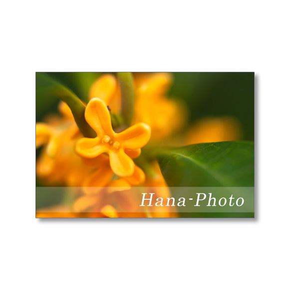 1670) 金木犀のアップ 1 ポストカード5枚組. ポストカード Hana-Photo