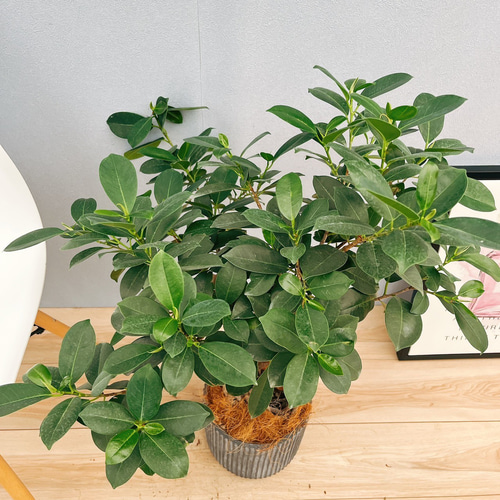 ガジュマル　太幹　フィカス　植物　インテリア 現品］【希少】T ガジュマル 幹上がり 観葉植物 室内 レア ゴム