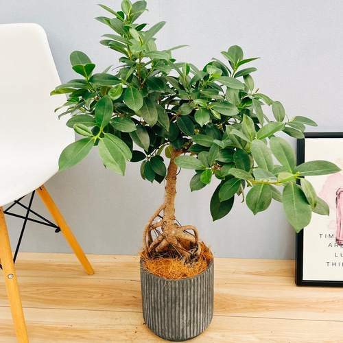 現品］【希少】T ガジュマル 幹上がり 観葉植物 室内 レア ゴムの木