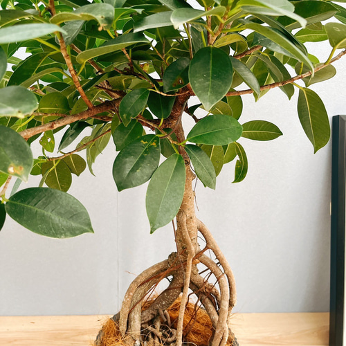 現品］【希少】T ガジュマル 幹上がり 観葉植物 室内 レア ゴム