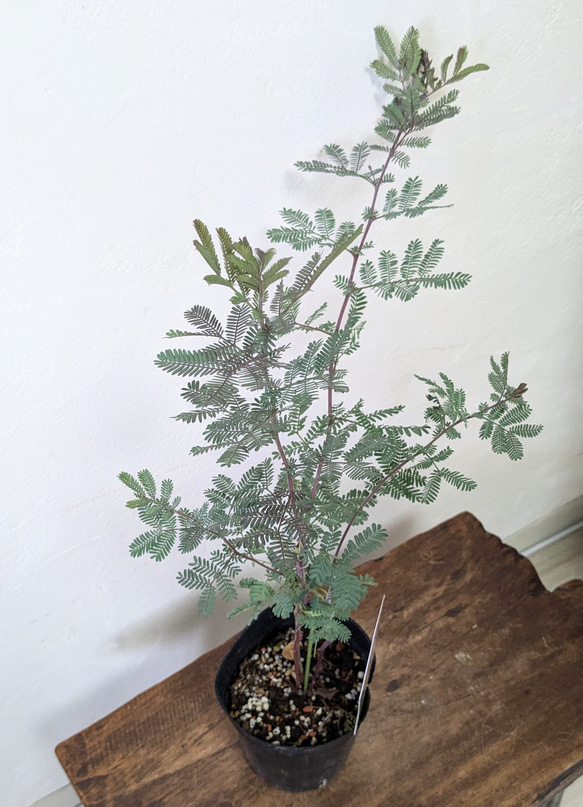 銀葉アカシア 3本立て ミモザ苗 プルプレア パープレア ミモザの木