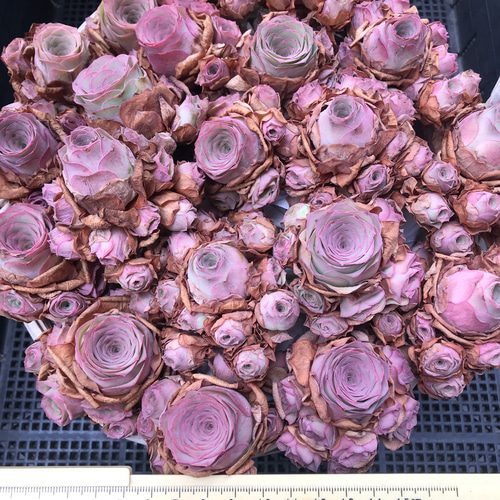 楽天市場】農園直売 多肉植物 寄せ植え グリーノビア属 オーレア