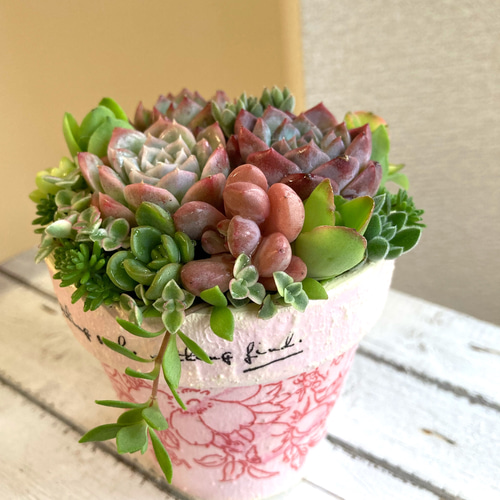 おススメ》《現物》《1点》寄せ植え 多肉植物寄植え 素焼き鉢