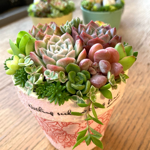 リメイク鉢 植木鉢 多肉植物(おススメ》《現物》《1点》寄せ リメイク鉢 植木鉢 多肉植物(おススメ》《現物》《1点》寄せ