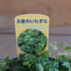  第2張的照片