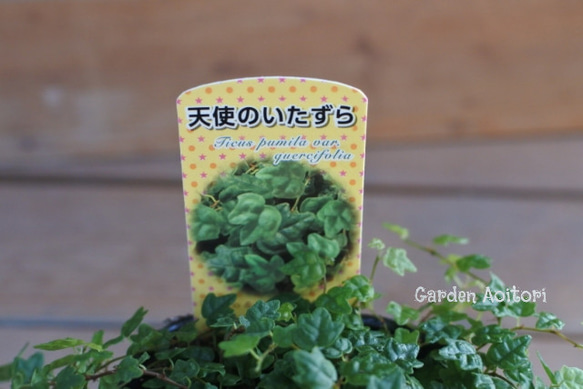  第2張的照片