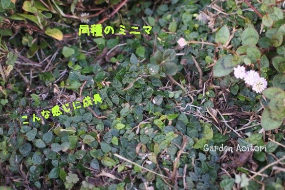  第12張的照片