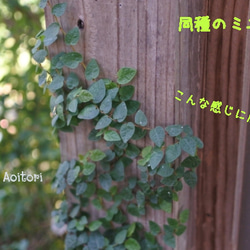  第11張的照片