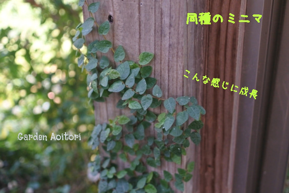  第11張的照片