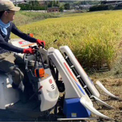 無農薬新米 農家直送の美味しいお米 10kg 奈良県生駒市 ひの