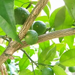 超レアなアオダモ種子（50粒）日本で減少している雑木の珍しい種子です