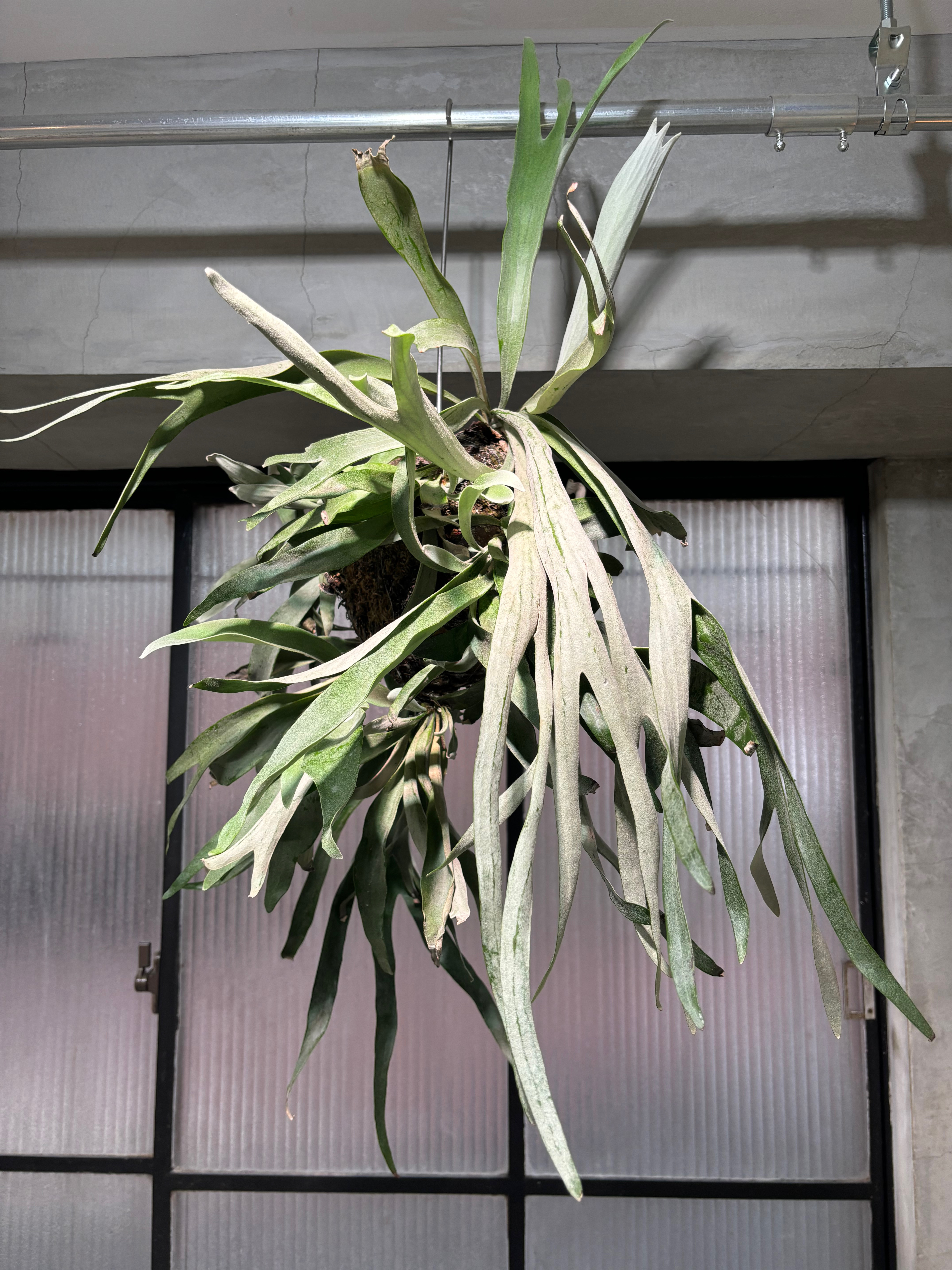 ビカクシダ コウモリラン ビーチー　特大　サイズ　大きい　送料無料