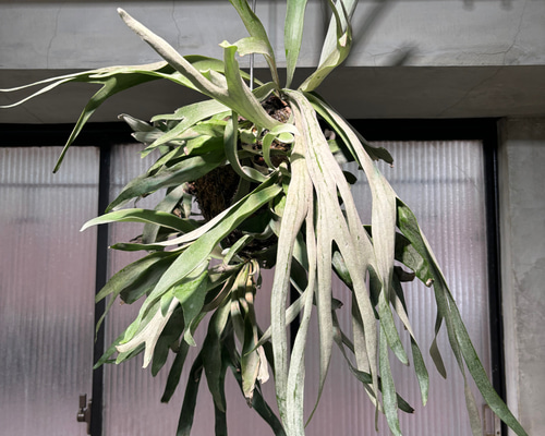 ビカクシダ 特大 コウモリラン 楽天市場】【送料無料】生産温室直送 ビカクシダ コウモリラン