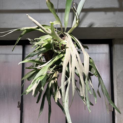 ビカクシダ コウモリラン ビーチー 特大 サイズ 大きい 送料無料