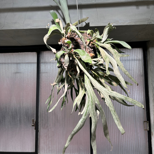 ビカクシダ コウモリラン ビーチー 特大 サイズ 大きい 送料無料