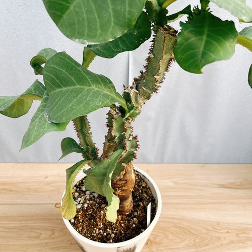 現品］【希少】モナデニウム マグニフィカム 観葉植物 レア 珍奇植物