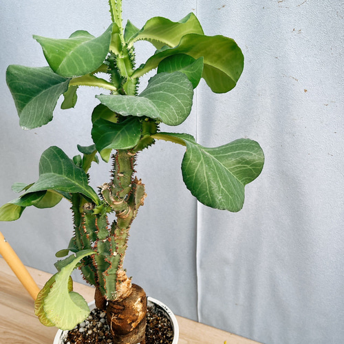 モナデニウム　マグニフィカム【現品】☆希少☆ 観葉植物　塊根植物 現品］【希少】モナデニウム マグニフィカム 観葉植物 レア 珍奇