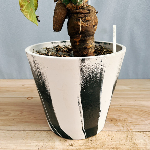 現品］【希少】モナデニウム マグニフィカム 観葉植物 レア 珍奇植物