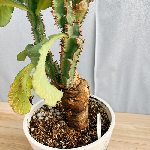 モナデニウム　マグニフィカム【現品】☆希少☆ 観葉植物　塊根植物 現品］【希少】モナデニウム マグニフィカム 観葉植物 レア 珍奇