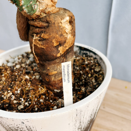 現品］【希少】モナデニウム マグニフィカム 観葉植物 レア 珍奇植物