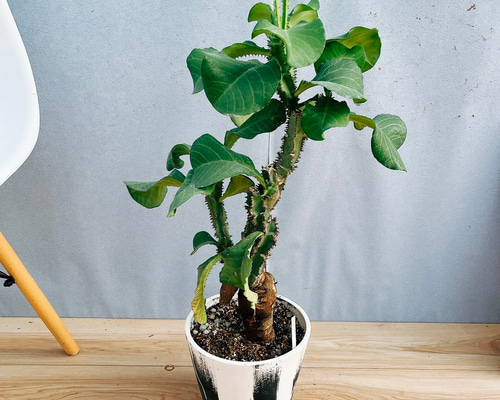 bb27131934d6e4d254830115098590