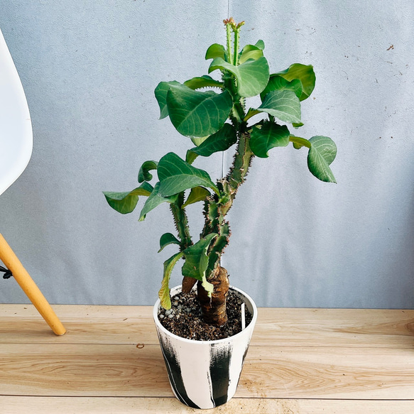 モナデニウム　マグニフィカム【現品】☆希少☆ 観葉植物　塊根植物 現品］【希少】モナデニウム マグニフィカム 観葉植物 レア 珍奇