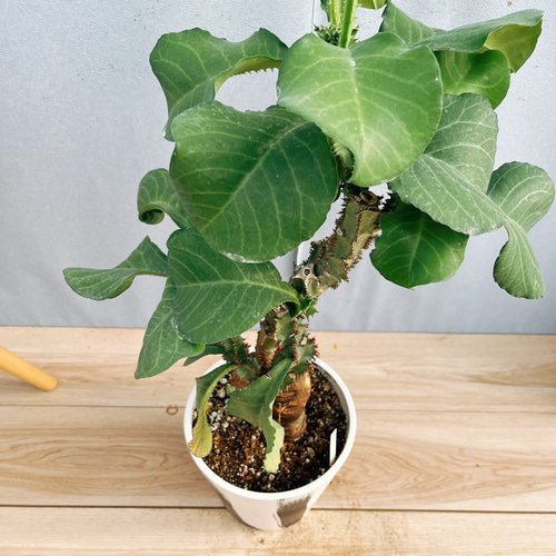 モナデニウム　マグニフィカム【現品】☆希少☆ 観葉植物　塊根植物 現品］【希少】モナデニウム マグニフィカム 観葉植物 レア 珍奇