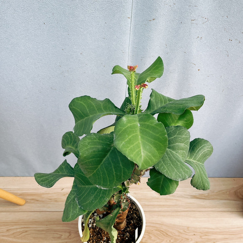 現品］【希少】モナデニウム マグニフィカム 観葉植物 レア 珍奇