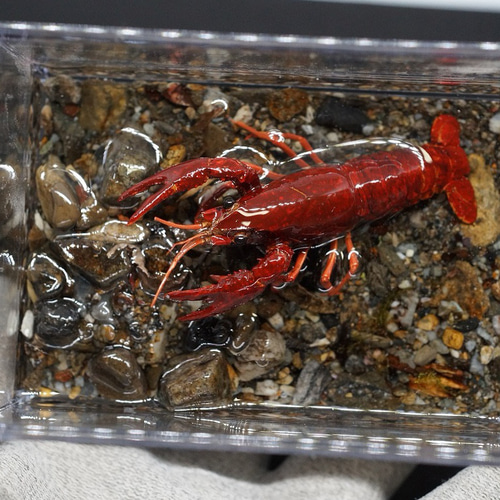 米国ラルパーサ社の魔法使いのジオラマ（珍品） 城ラマ 城郭復元シリーズ1/1500 遠州高天神城【未塗装特装版