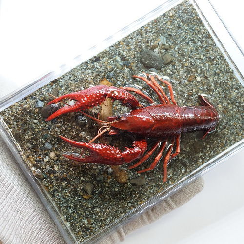 米国ラルパーサ社の魔法使いのジオラマ（珍品） 城ラマ 城郭復元シリーズ1/1500 遠州高天神城【未塗装特装版