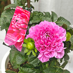 鉢花 ダリア ビューティフルデイズ 6号 高さ50cm 豪華 八重咲き