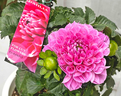 鉢花 ダリア ビューティフルデイズ 6号 高さ50cm 豪華 八重咲き