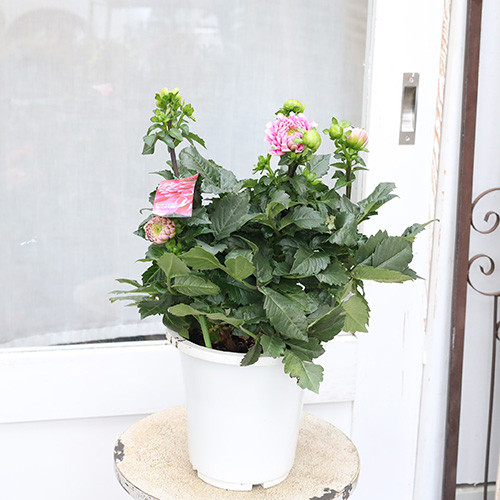 鉢花 ダリア ビューティフルデイズ 6号 高さ50cm 豪華 八重咲き