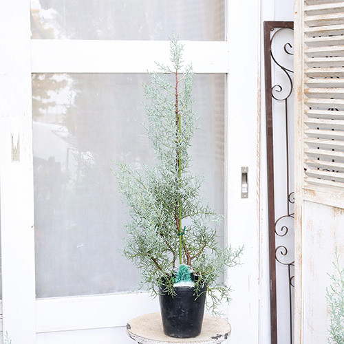 数量限定 クリスマスツリー コニファー ブルーアイス 10号バルーン陶器