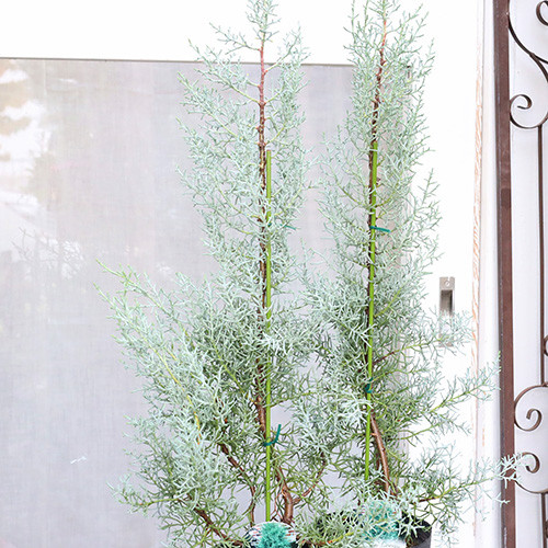 コニファー　ブルーアイス　120cm鉢植大苗木　針葉樹クリスマス　シンボルツリー コニファー ブルーアイス 120cm鉢植大苗木 針葉樹クリスマス シンボル