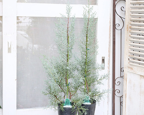 健康的なコニファー 苗木 常緑苗木 コニファー ブルーアイス 5号 高さ90cm 庭木 クリスマス