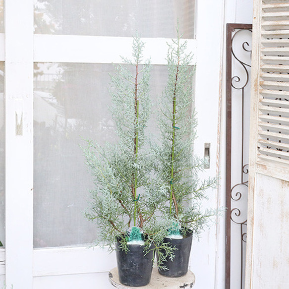 常緑苗木 コニファー ブルーアイス 5号 高さ90cm 庭木 クリスマス