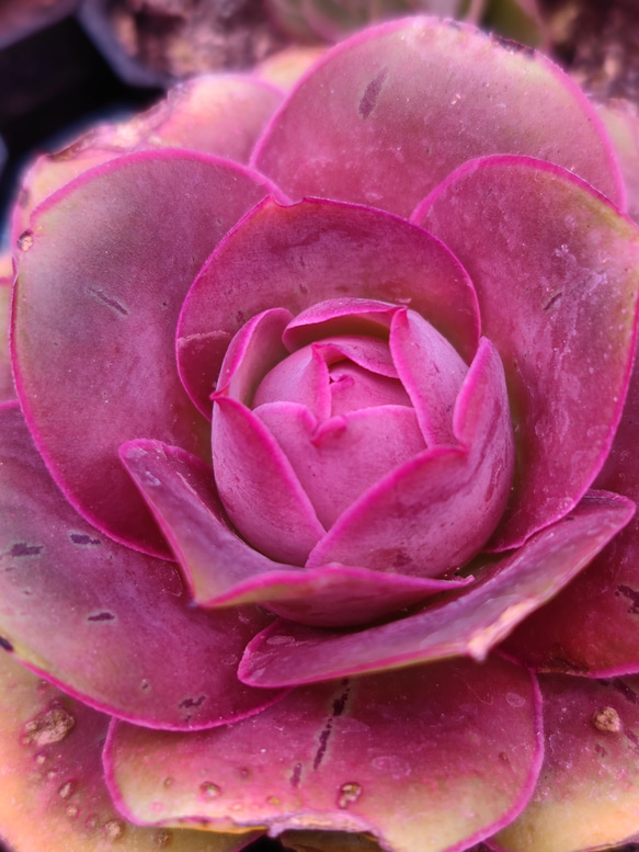 超レア 多肉植物 グリーノビア ゴールドパルマ 抜き苗 1株 多肉植物 愛
