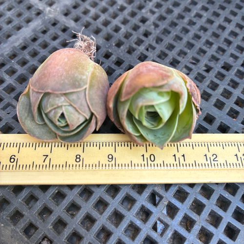 超レア 多肉植物 グリーノビア ゴールドパルマ 抜き苗 1株 多肉植物 愛