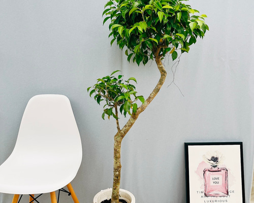 ［現品］97番　フィカス　ベンジャミン　8号　観葉植物　大型　室内　ゴムの木 現品］13番 フィカス ベンジャミン 8号 観葉植物 大型 室内 幸福の木