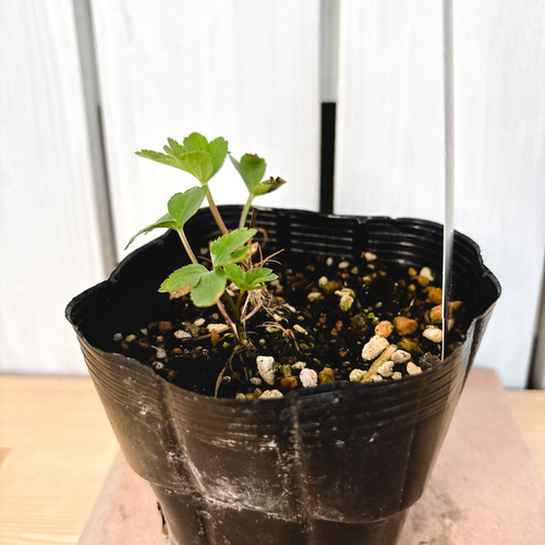 濃赤の花☆アストランティア ベニス 苗 アートフラワー Little Garden