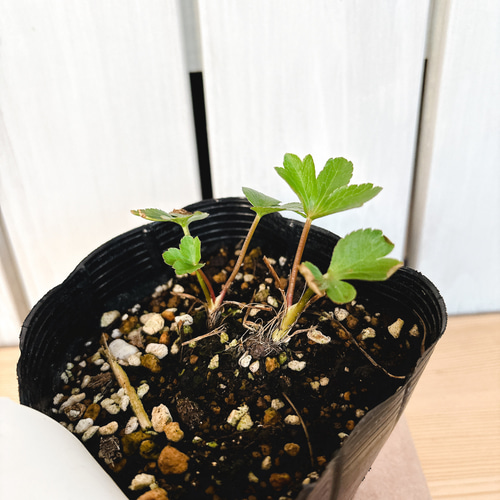 濃赤の花☆アストランティア ベニス 苗 アートフラワー Little Garden