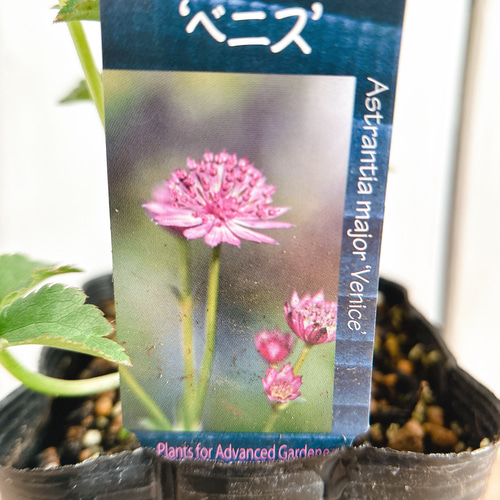 濃赤の花☆アストランティア ベニス 苗 アートフラワー Little Garden