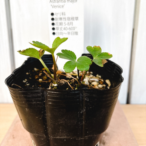濃赤の花☆アストランティア ベニス 苗 アートフラワー Little Garden