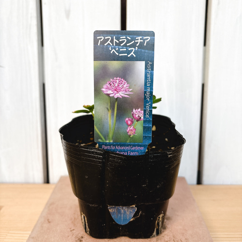 濃赤の花☆アストランティア ベニス 苗 アートフラワー Little Garden